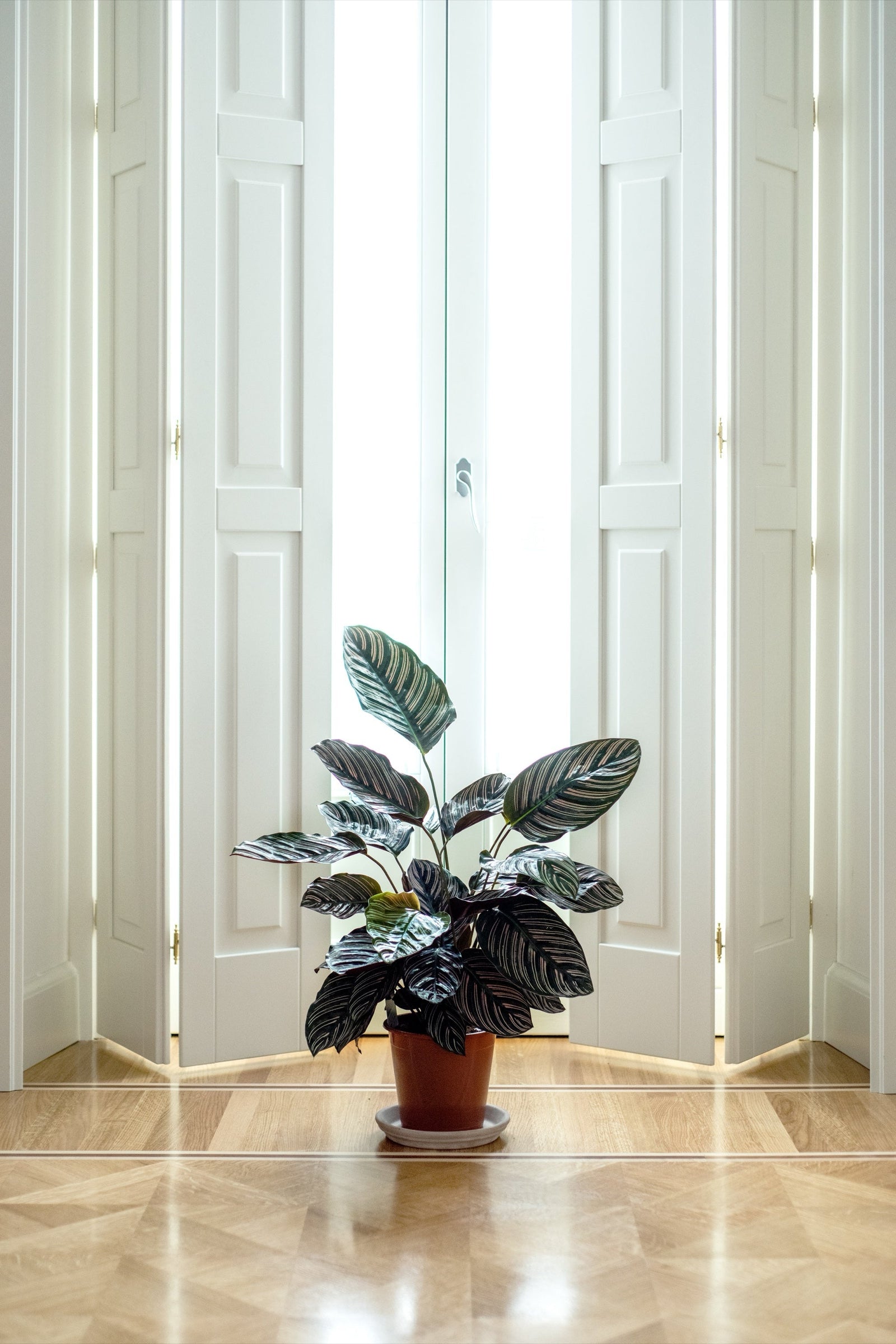 Bi-Fold Doors: 8 Inspirational Ideas For Your Home