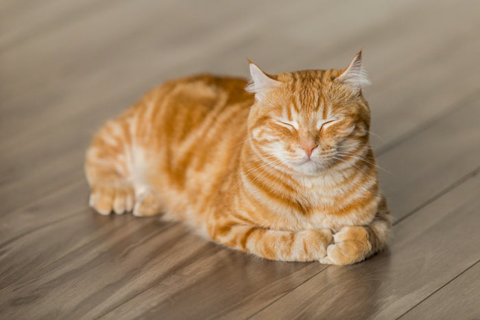 How to Stop Cats from Scratching Your Doors