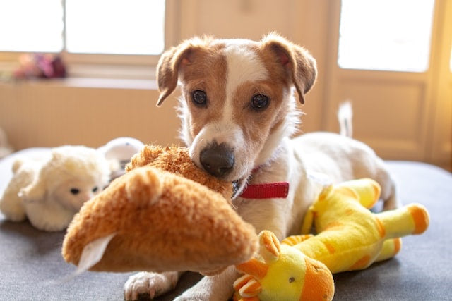 Jack Russell terrier lying indoors with soft toys